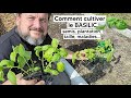 Comment cultiver le BASILIC (semis, plantation, récolte...)『TUTO』