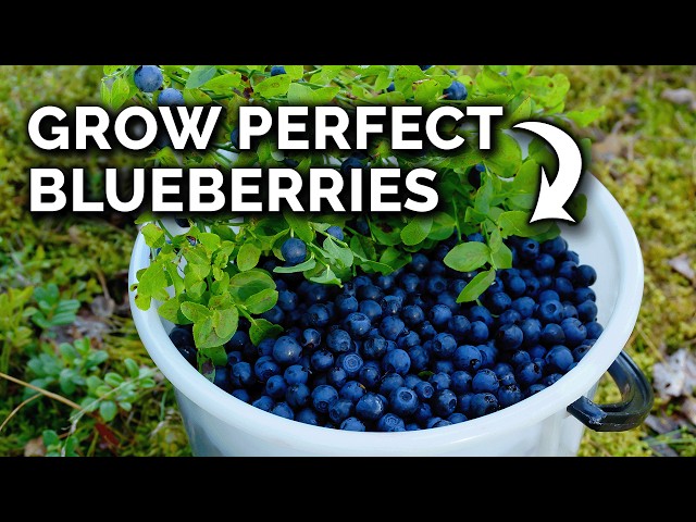 Grow Blueberries In Containers the RIGHT Way! class=