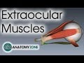 Extraocular Muscles  Eye Anatomy