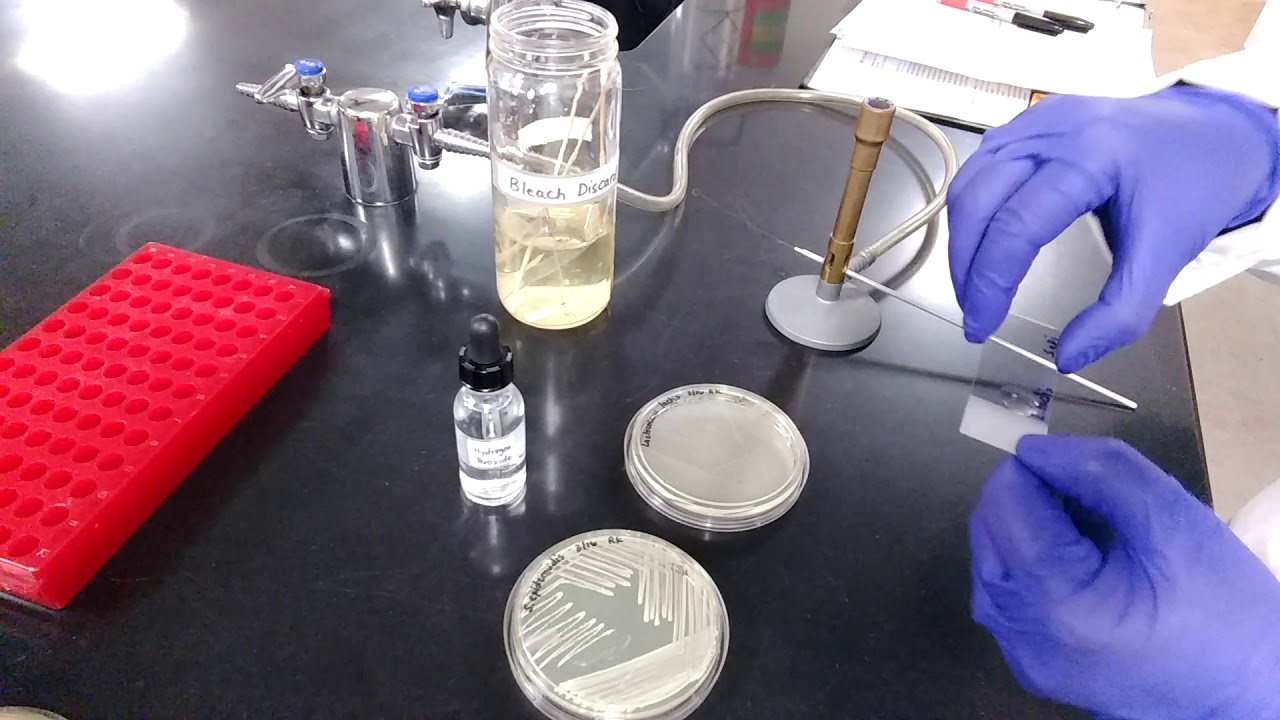 Catalase Test Procedure - YouTube