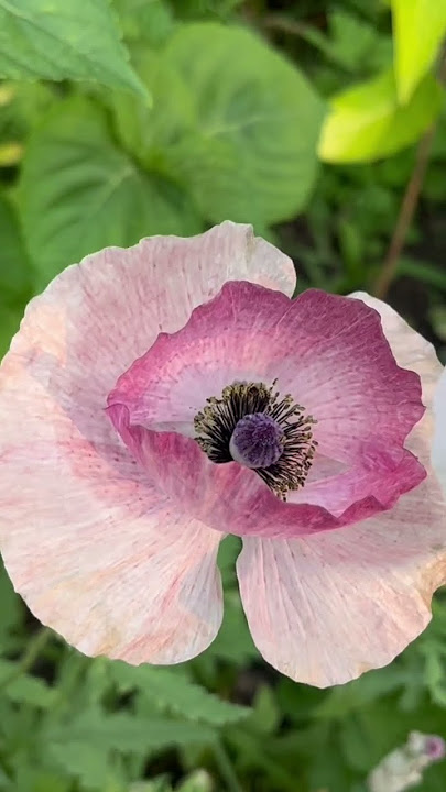 Mother of pearl poppy #flowers #beauty