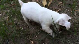 Jack Russell Terrier Joker