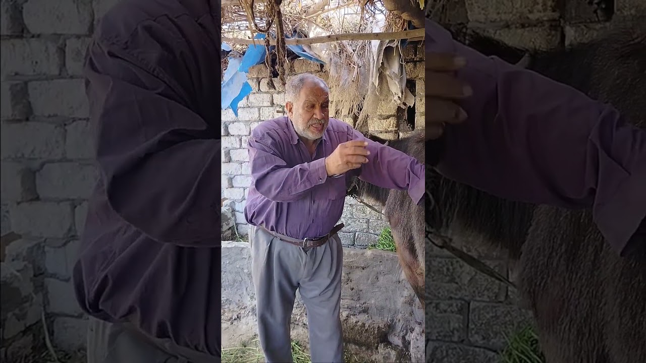 حصريا كلام اول مره تعرفه عن حشره العث في الجاموس شاهد ماذا تفعل وكيفيه العلاج والقضاء والسيطره عليها