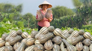 Harvesting Pumpkins, Harvesting Soursop...Goes To The Market Sell | Tiểu Vân Harvest