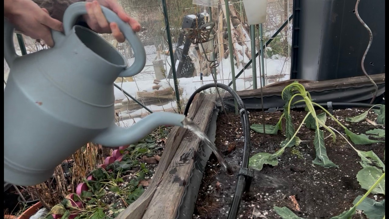 Der Garten im Februar, Pflanzen vorziehen, Saatgut, womit sollte ich noch warten