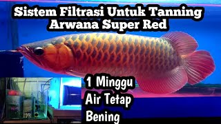 Sistem Filtrasi untuk Tanning Arwana Super Red Agar Air Tidak Cepat Hijau | Kapuas Hulu | Manklik |