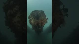 He almost died and went back to war #shipwreck #ship #shipwreckers