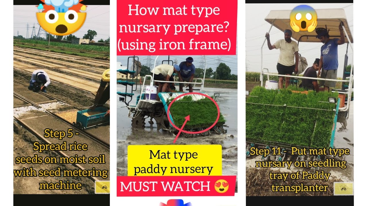 Mat type nursery paddy l how to grow Mat type nursery for 