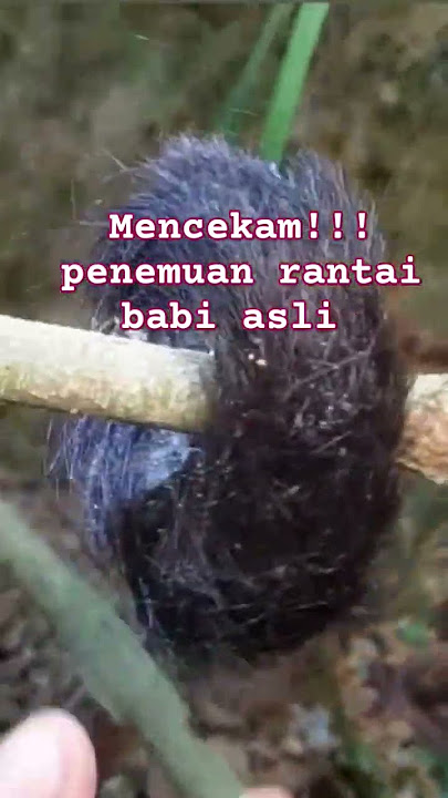 the discovery of the original pork chain #shorts