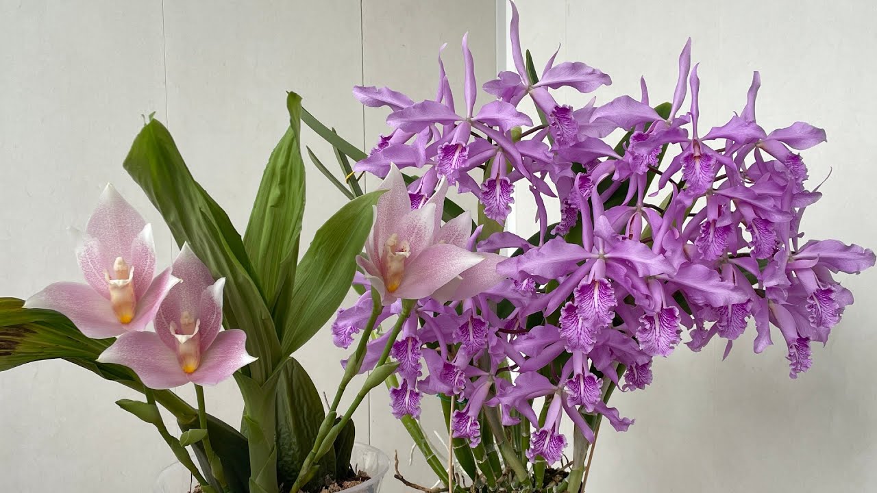 Angulocaste Ivan Portilla - орхидея с розовыми веснушками!