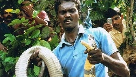 vava suresh | dangerous forest video| biggest king Cobra| vava suresh new viral photos