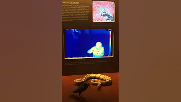 Ecco Come Ci Vedo I Serpenti E Alcuni Uccelli 