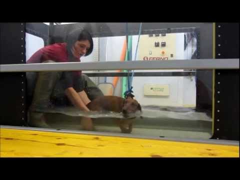 Orazio, recupero dopo intervento di ernia cervicale - Fisioterapia Veterinaria Pisa