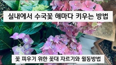 실내에서 ?수국꽃 피우는 방법과 꽃대 자르는 법(Hydrangea)