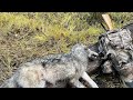 Wolf Trapping! 2021-2022 Idaho wolf line episode 9 caught a nice male #3 out of the pack