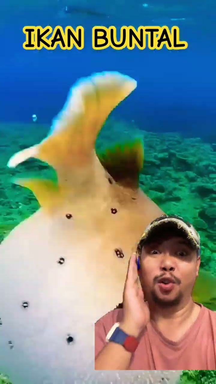 IKAN BUNTAL MAU KEMANA!!!??? #fish #cute #ocean #funny #animals #shortsfeed