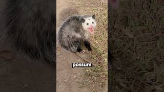 This Animal Pretends to Die 😳