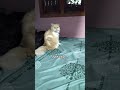cat comedy video #cat #catvideos #catshorts #catlovers #tamilcomedy #comedy #shorts #viral #trending