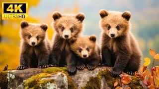 Baby Animals 4K (60FPS) - The World Of The Most Adorable Animals On Earth With Relaxing Music