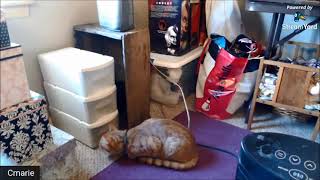 Accidental mouse hunt live stream clip. Hot Dog doesn't know how to cat! by Cmarie 187 views 3 years ago 39 seconds