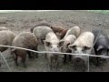 Mangalitsa Pigs - Mangalica Schwein Mangalitza Mangaliza Pigs in Austria, Burgenland
