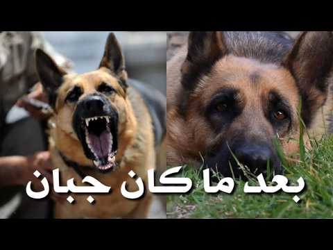فيديو: كيفية رعاية كلب الراعي الألماني: 9 خطوات (صور توضيحية)