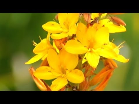 Video: Callistemon (25 Foto's): Suurlemoen, Staafvormig En Ander Spesies. Beskrywing Van Die Blom. Plant Sade In Die Oop Veld. Tuisversorging