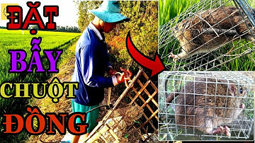 Cách Diệt Chuột AN TOÀN HIỆU QUẢ Bằng Bẫy Chuột Mùa Lúa || catch mouse || Học vlog