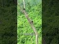 ベテルナッツの収穫方法 #雑学 #プチ知識 #一分でわかる