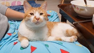 Stray Cat Rescue 460 Days Later Cat that can't live without a butler. by 댕댕이와야옹이 104,863 views 3 years ago 8 minutes, 36 seconds