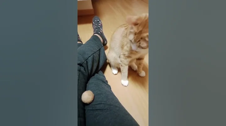 Video 8385021: funny pets britishlonghair kitten, britishlonghair cat kitten, britishlonghair catlover, cute britishlonghair