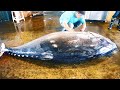 1000 pound giant bluefin tuna cutting for Sashimi
