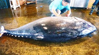 500KG giant bluefin tuna cutting for Sashimi