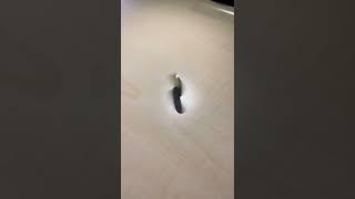 Yazı Mı? Tura Mı?