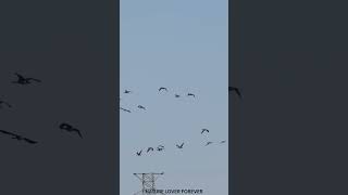 Canada Geese Migrating And Their Honking Sounds