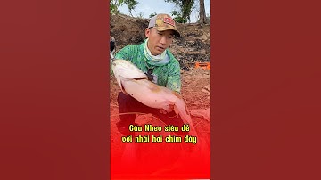 CÂU CÁ NHEO SIÊU DỄ VỚI NHÁI HƠI CHÌM ĐÁY | NGOCTNTbanleuytin #ngoctntbanleuytin #fishing