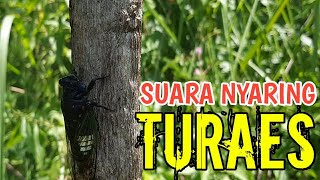 Download Lagu Suara Nyaring Turaes |Tonggeret | Garengpung | Tanda akhir Musim Penghujan MP3 Download Lagu Suara Nyaring Turaes |Tonggeret | Garengpung | Tanda akhir Musim Penghujan MP3