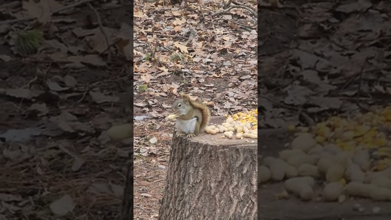 Rusty's Girlfriend Stopped By For A Snack [Red Squirrel]