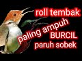 ROLL TEMBAK KASAR ||masteran burung kecil ||tembakan speed rapat