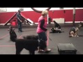 The future of deaf dog training.