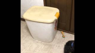 ドッグフードストッカーのふたを開ける子犬