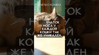 Факты о кошках (Часть 4)