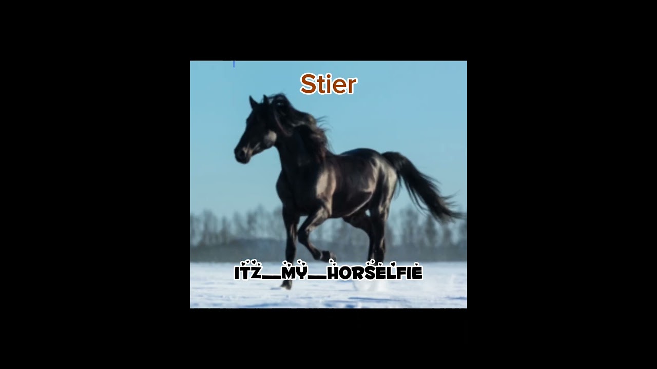 Dein Sternzeichen Dein Pferd Part 2