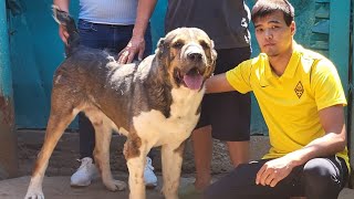 Пк Кут Жол Жакып Есполаев агамыз Алматы Мойнак 3х Чемпион 🏆