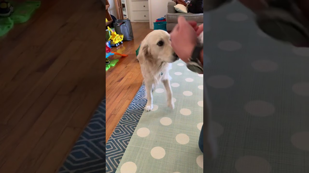 Dog Meets Baby Human for the First Time - 1335361