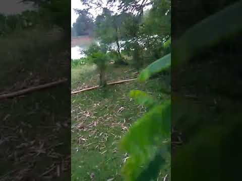 Dapat Reziki Lagi Hari Gaes Dapat Burung Gugut Pacar Jambul Youtube