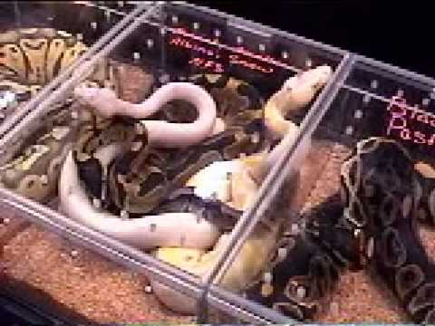 clawed lobster NY white plains reptile expo 1-25