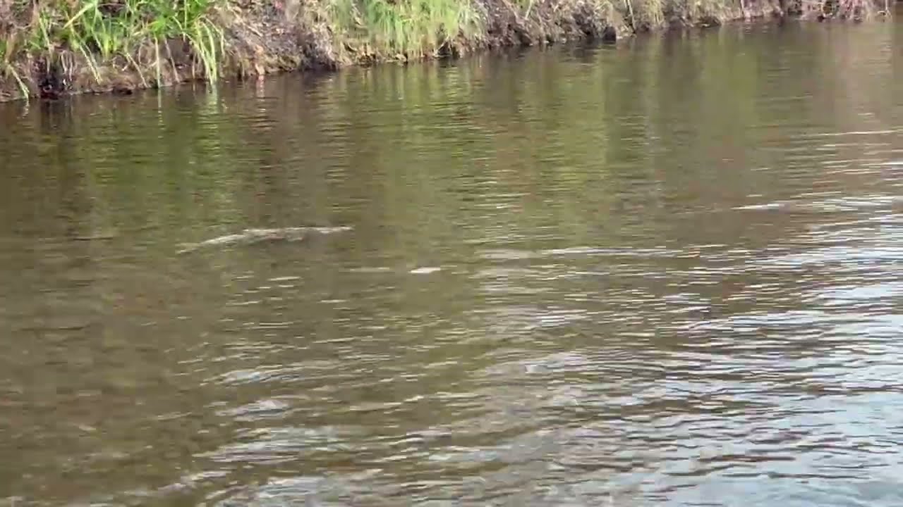 Chinook Salmon - Lower American River, Sacramento, CA (2025)