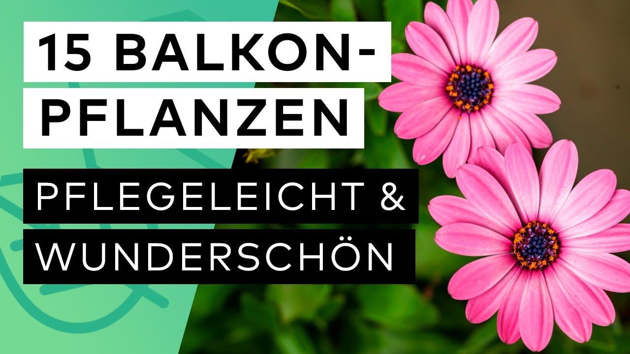 15 pflegeleichte Balkonpflanzen fr einen sonnigen Standort