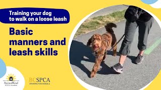 Basic manners and leash skills | BC SPCA AnimalKind by BC SPCA (BCSPCA Official Page) 57 views 1 year ago 2 minutes, 7 seconds